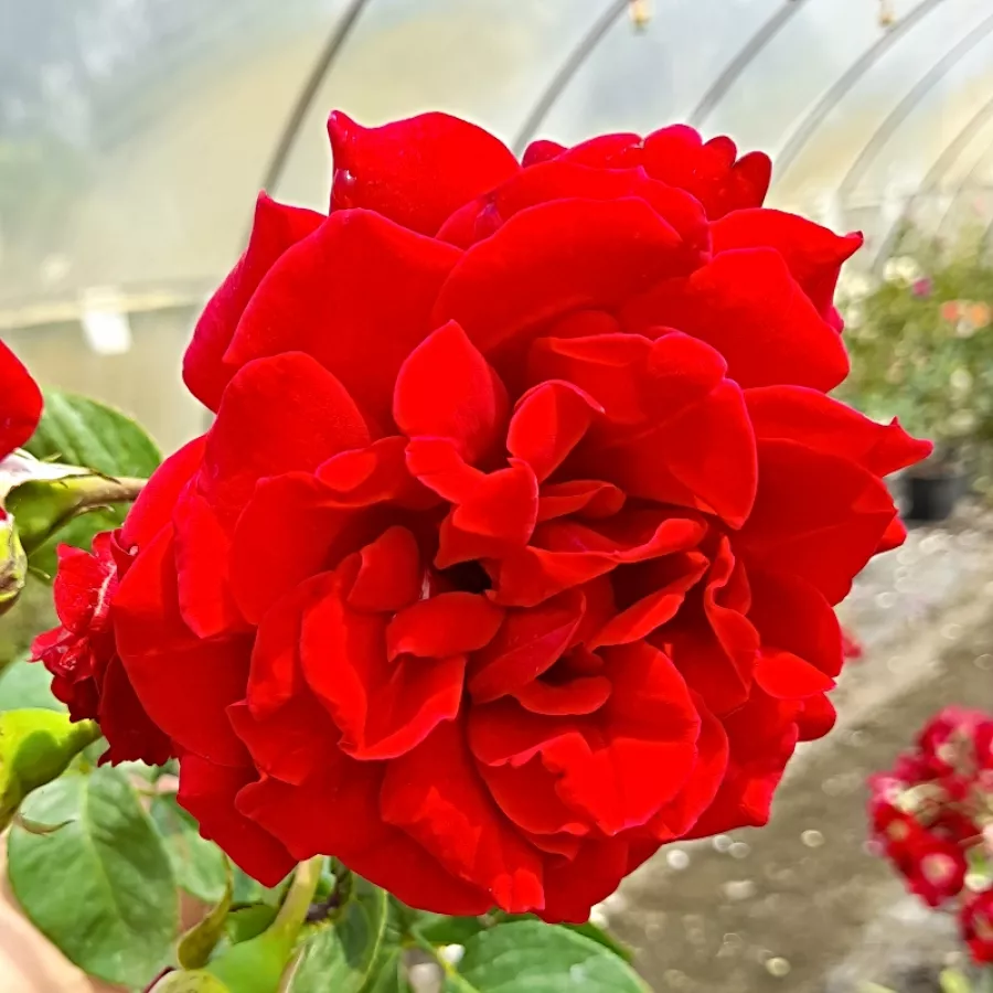 Rosales trepadores - Rosa - Mushimara - Comprar rosales online