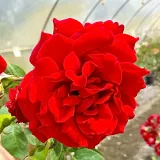 Climber, futó rózsa - vörös - intenzív illatú rózsa - barack aromájú - Rosa Mushimara - Online rózsa rendelés