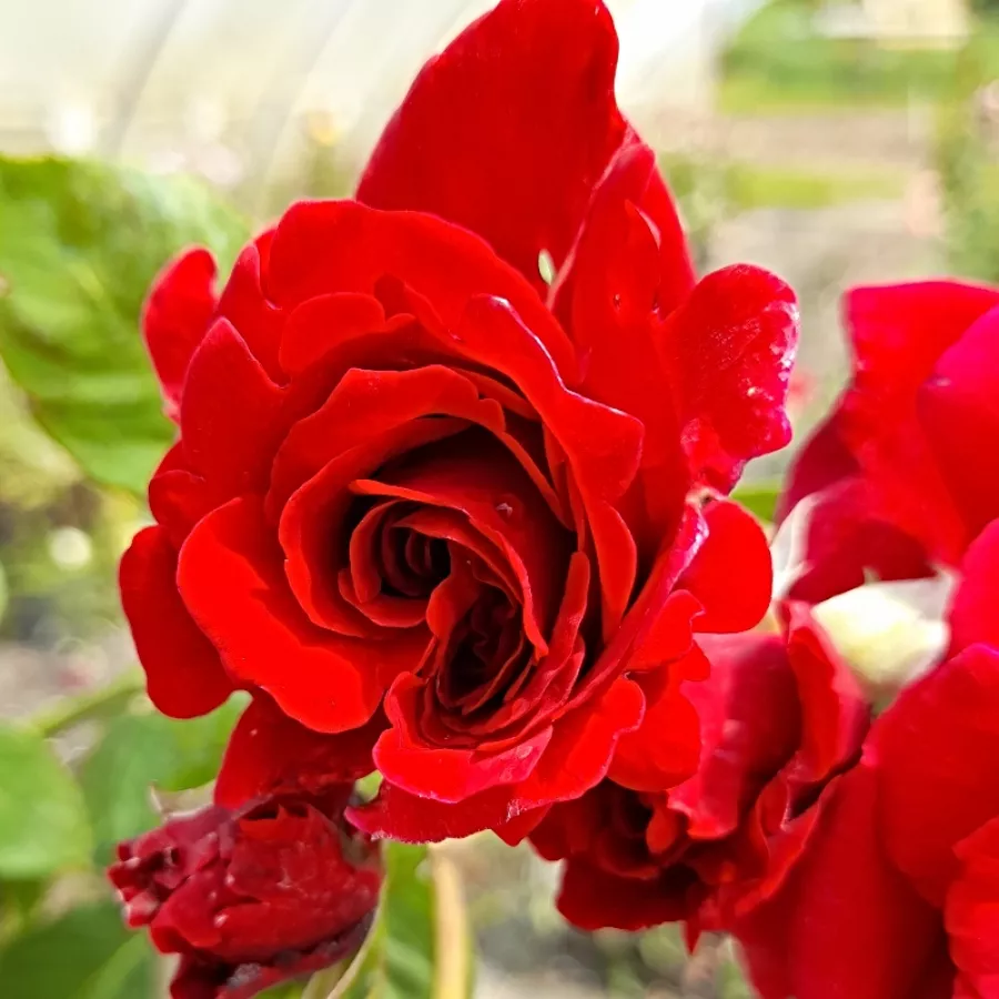 Vörös - Rózsa - Mushimara - Online rózsa rendelés