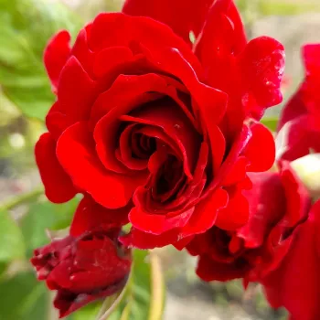 Rosa Mushimara - rojo - rosales trepadores