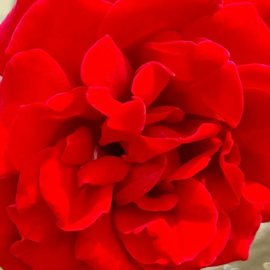 Climber, Large-Flowered Climber - Rosa - Mushimara - Comprar rosales online