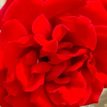 Rózsák webáruháza. - climber, futó rózsa - vörös - intenzív illatú rózsa - barack aromájú - Mushimara - (200-400 cm)