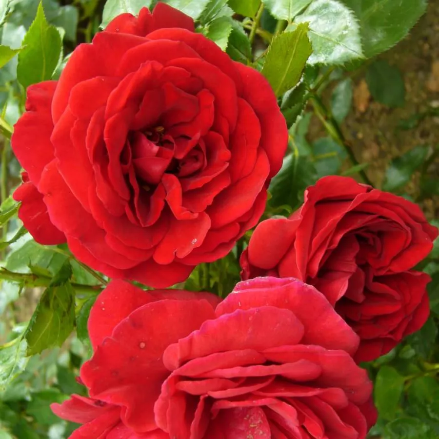 - - Rosa - Mushimara - rosal de pie alto