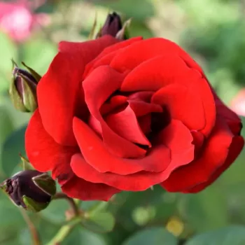 Rosa Mushimara - vörös - climber, futó rózsa