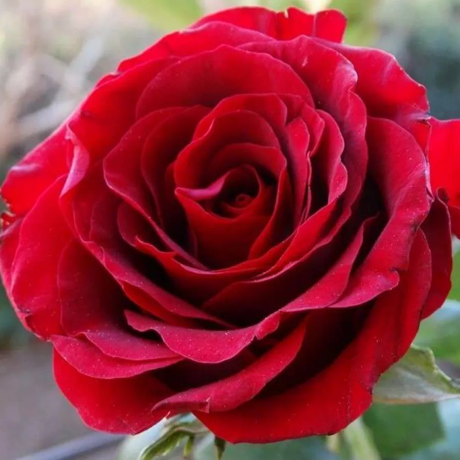 Jarko crvena - Ruža - Mushimara - naručivanje i isporuka ruža