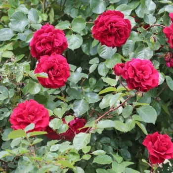 Vörös - climber, futó rózsa - intenzív illatú rózsa - barack aromájú