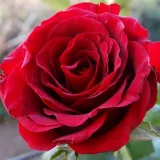 Rosales trepadores - rojo - Rosa Mushimara - rosa de fragancia intensa - melocotón