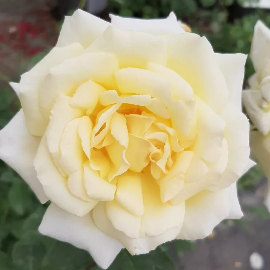 Róża pnąca climber - Róża - Big Ben™ - Szkółka Róż Rozaria