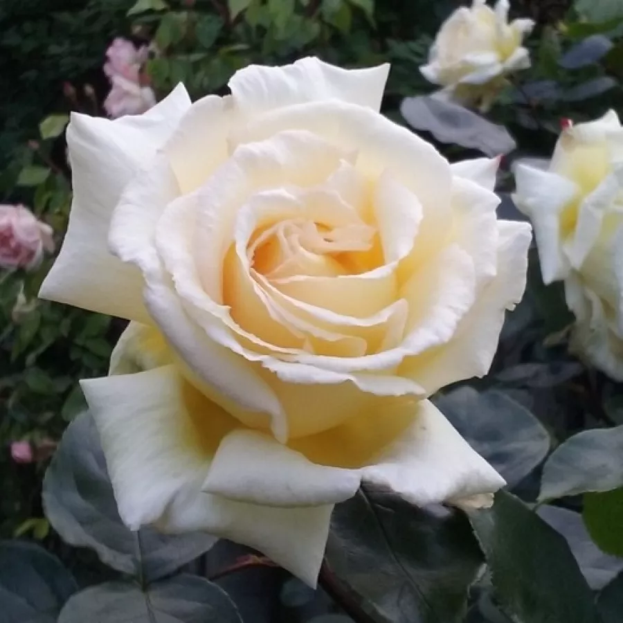 Giallo - Rosa - Big Ben™ - Produzione e vendita on line di rose da giardino