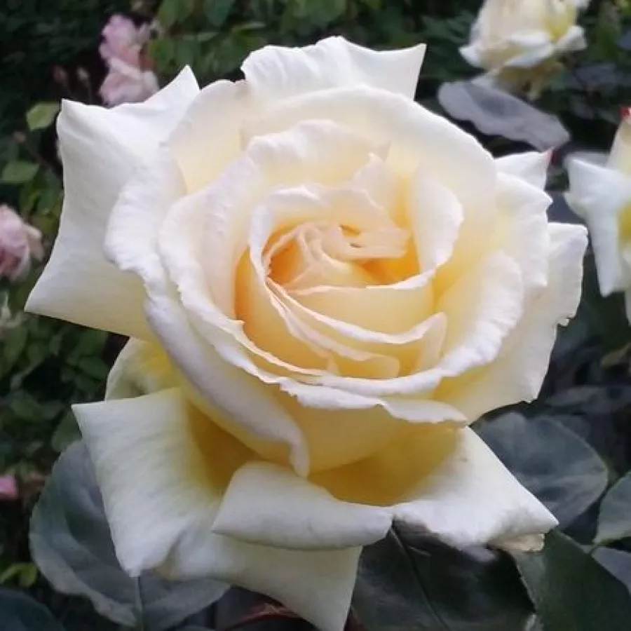 Climber, Large Flowered Climber - Rózsa - Big Ben™ - Online rózsa rendelés