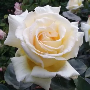 Ruže - online - koupit - climber, popínavá ruža - žltá - intenzívna vôňa ruží - citrónová príchuť - Big Ben™ - (150-250 cm)
