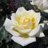 žltá - stromčekové ruže - Rosa Big Ben™ - intenzívna vôňa ruží - citrónová príchuť
