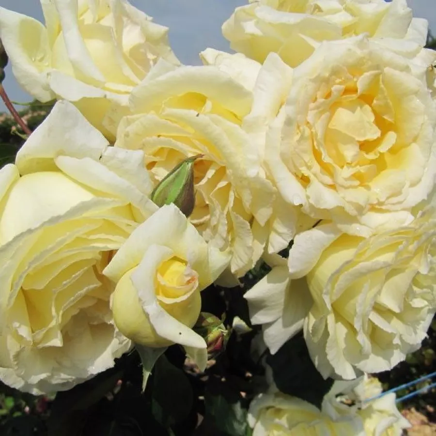 Colleen O. - Rózsa - Big Ben™ - Kertészeti webáruház