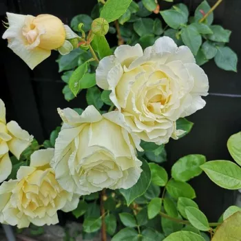 Rosa Big Ben™ - amarillo - árbol de rosas de flores en grupo - rosal de pie alto
