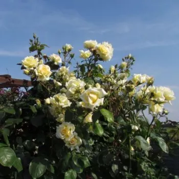 Rosa con manchas blancas en los pétalos - Árbol de Rosas Floribunda - rosal de pie alto- froma de corona llorona
