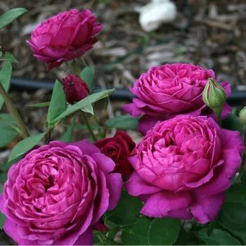 OLD PORT – purpurviolette Floribunda-Beetrose - McGredy