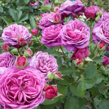 Tiefer, satter Purpurviolettton, der mit dem Alter der Blüte zu einem weicheren Violett aufhellt. - beetrose, floribunda - stark duftende, langanhaltende rose - voller, parfümartiger charakter