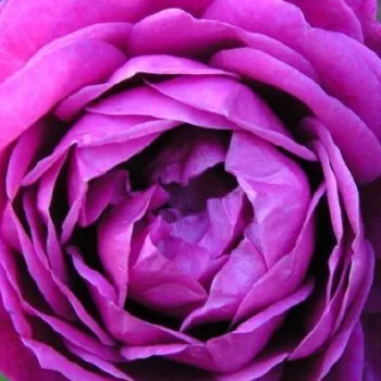 Online rosenkauf - purpur-lila - stark duftende, langanhaltende rose - Old Port - beetrose, floribunda - (80-100 cm)