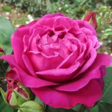 Rosa - beetrose floribundarose - rose mit intensivem duft - zitronenaroma - Rosa Old Port - rosen online kaufen