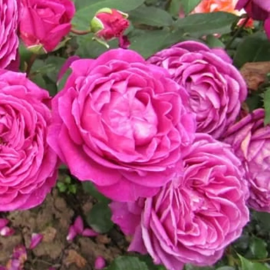 Ruža floribunda za gredice - Ruža - Old Port - sadnice ruža - proizvodnja i prodaja sadnica