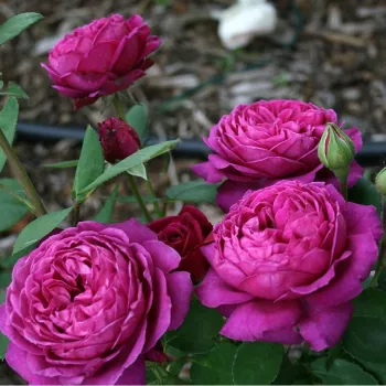 Rosa Old Port - roza - vrtnica floribunda za cvetlično gredo