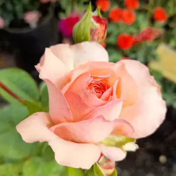 SOURIRE DU HAVRE – lachsorange Teehybride-Rose - Panozzo
