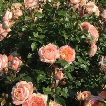 Warmer lachsorangefarbener Grundton, mit feinem rosa Schleier an den Blütenblatträndern. - teehybride rose - sehr schwach, kaum wahrnehmbar duftende rose - süßlich, fruchtig