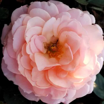 Der rosen-webshop. - lachs-orange - sehr schwach, kaum wahrnehmbar duftende rose - Sourire du Havre - teehybride rose - (80-110 cm)