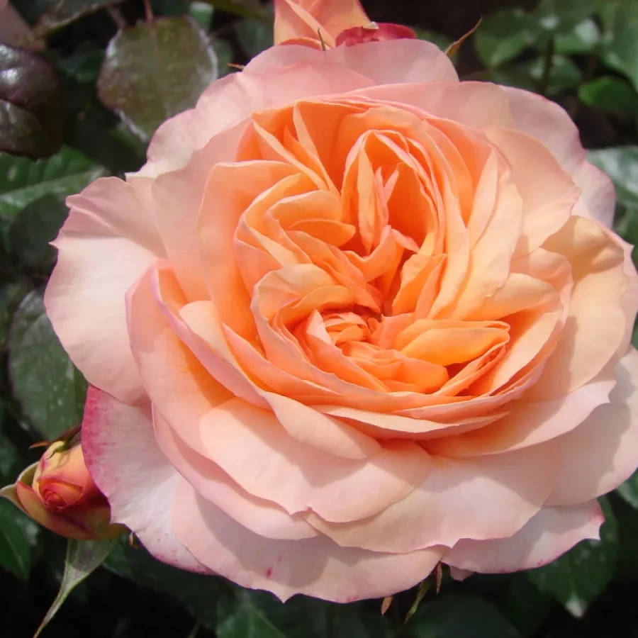 Diszkrét illatú rózsa - Rózsa - Sourire du Havre - kertészeti webáruház