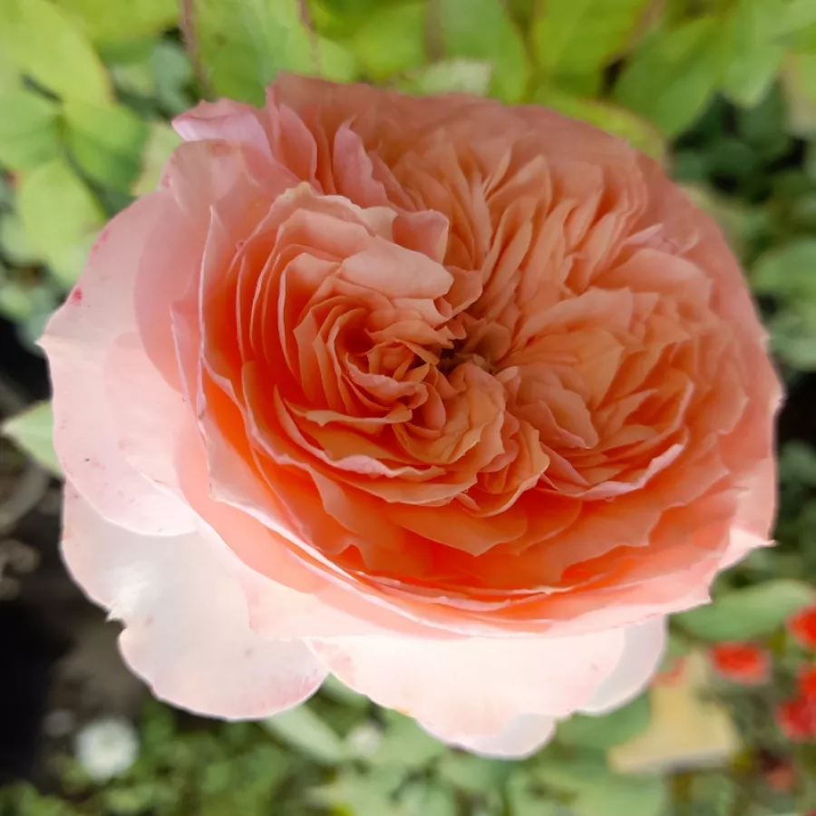Hybrydowa róża herbaciana - Róża - Sourire du Havre - sadzonki róż sklep internetowy - online