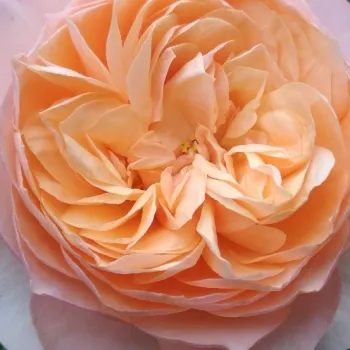 Sklep internetowy róż - różowy - hybrydowa róża herbaciana - róża o dyskretnym zapachu - zapach piżma - Sourire du Havre - (60-80 cm)