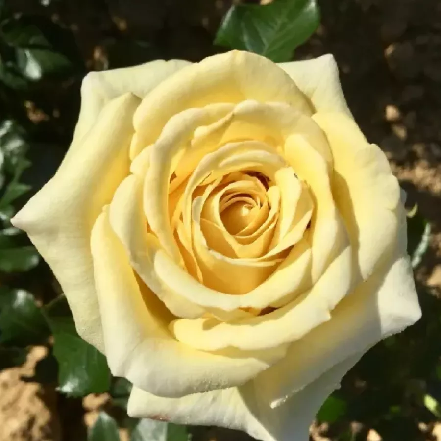 Virágágyi floribunda rózsa - Rózsa - Aubada - Online rózsa rendelés