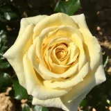 Virágágyi floribunda rózsa - sárga - intenzív illatú rózsa - ibolya aromájú - Rosa Aubada - Online rózsa rendelés
