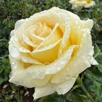 Sárga - as - intenzív illatú rózsa - ibolya aromájú