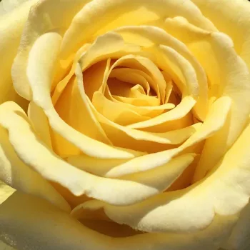 Rózsa kertészet - sárga - intenzív illatú rózsa - ibolya aromájú - Aubada - virágágyi floribunda rózsa - (90-100 cm)
