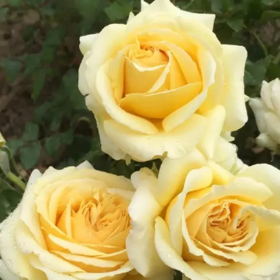 Virágágyi floribunda rózsa - Rózsa - Aubada - kertészeti webáruház
