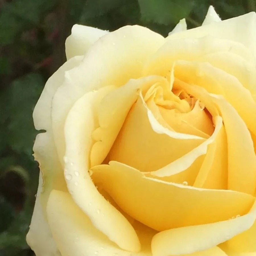 Koničasta - Roza - Aubada - vrtnice online