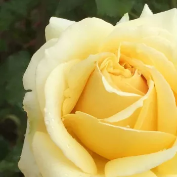 Rosa Aubada - sárga - virágágyi floribunda rózsa