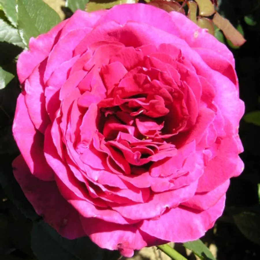 Intenziven vonj vrtnice - Roza - Thomas Barton - vrtnice online
