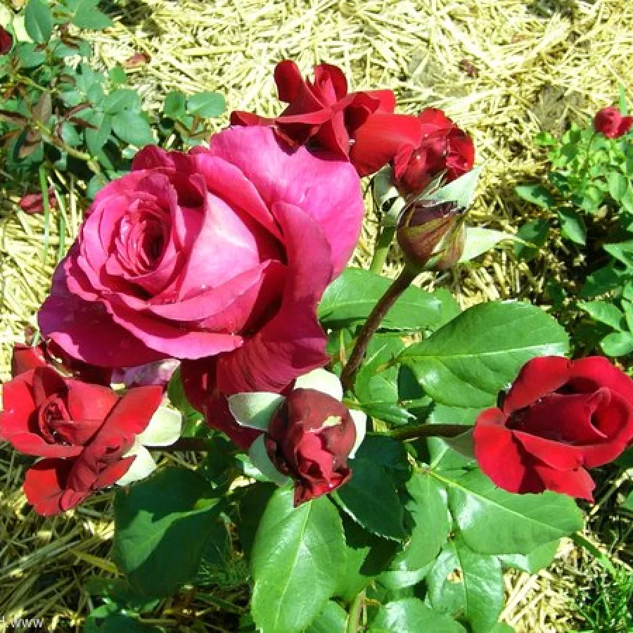 Rosales híbridos de té - Rosa - Thomas Barton - comprar rosales online