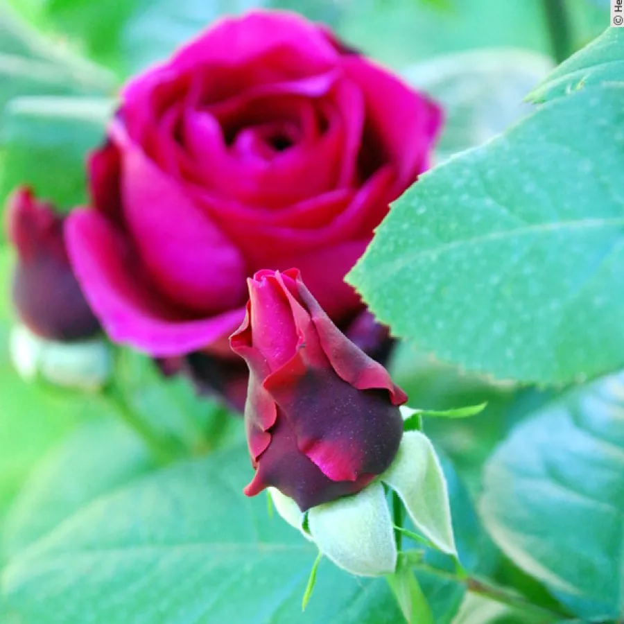 Rosa de fragancia intensa - Rosa - Thomas Barton - comprar rosales online