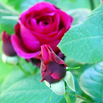 Rosa Thomas Barton - rózsaszín - teahibrid rózsa