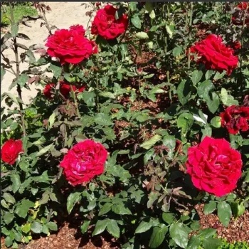 Sötétrózsaszín - teahibrid rózsa - intenzív illatú rózsa - málna aromájú