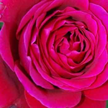 Kupnja ruža online - hibridna čajevka - ruža intenzivnog mirisa - aroma kupine - Thomas Barton - ružičasta - (70-90 cm)