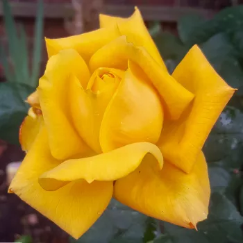 GOLDEN DELICIOUS – aranysárga teahibrid rózsa - Carruth