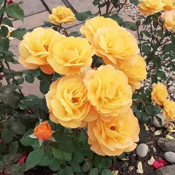 Mély aranysárga alapon enyhén narancssárga árnyalat fut végig a szirmokon. - teahibrid rózsa - közepes erősségű, jól érezhető illatú rózsa - grapefruitra emlékeztető, citrusos aromájú