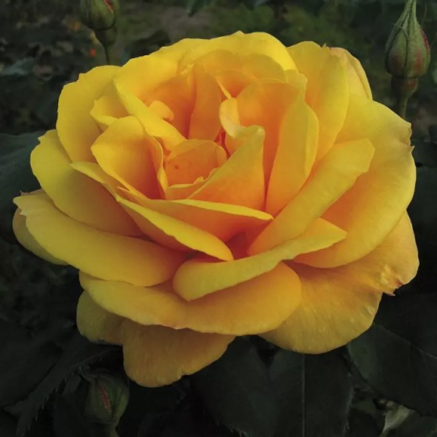 Diszkrét illatú rózsa - Rózsa - Golden Delicious - kertészeti webáruház