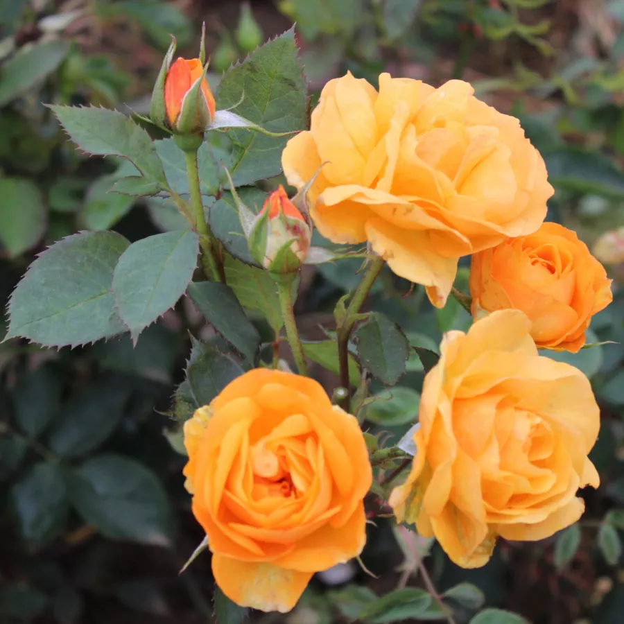 Hybrydowa róża herbaciana - Róża - Golden Delicious - róże sklep internetowy