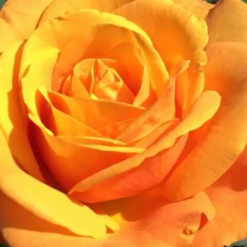Rosen-webshop - orange - Golden Delicious - edelrosen - teehybriden - rose mit diskretem duft - anisaroma - (60-80 cm)