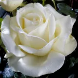 Weiß - edelrosen - teehybriden - rose mit diskretem duft - anisaroma - Rosa Karen Blixen ™ - rosen online kaufen